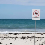 Whale Carcass Triggers Beach Closures and Shark Warnings at Perth’s Sorrento Beach